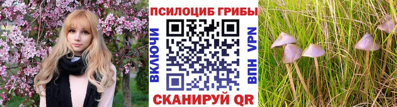 Галлюциногенные грибы Psilocybe  Почеп 